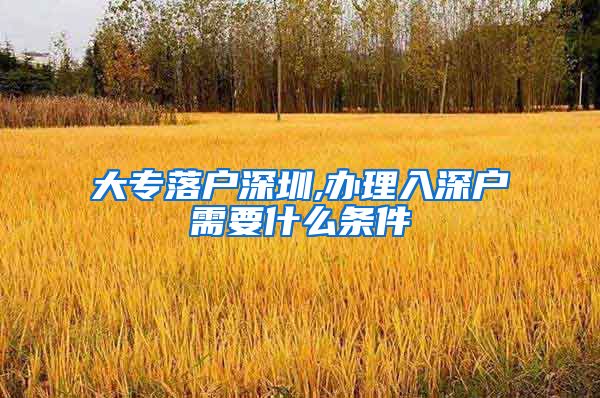 大专落户深圳,办理入深户需要什么条件