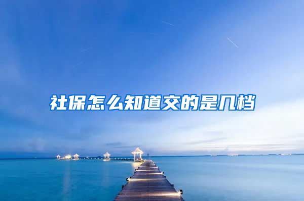 社保怎么知道交的是几档